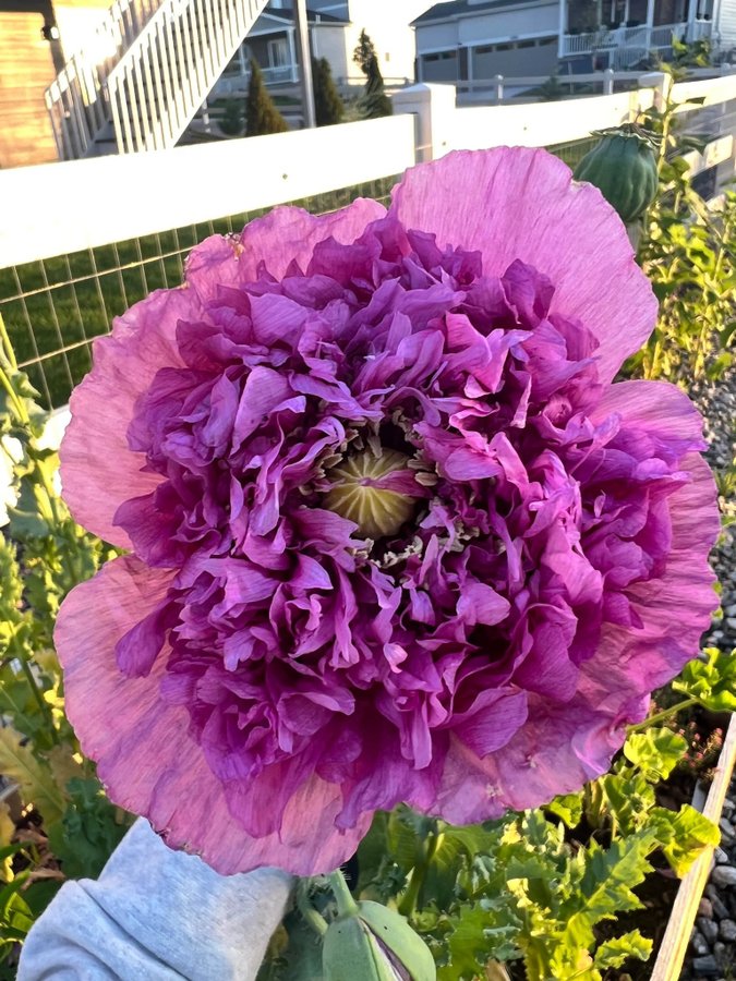 Paeony Purple Poppy. 30 frön. Sortäkta. P Somniferum. Högalkaloids Vallmo