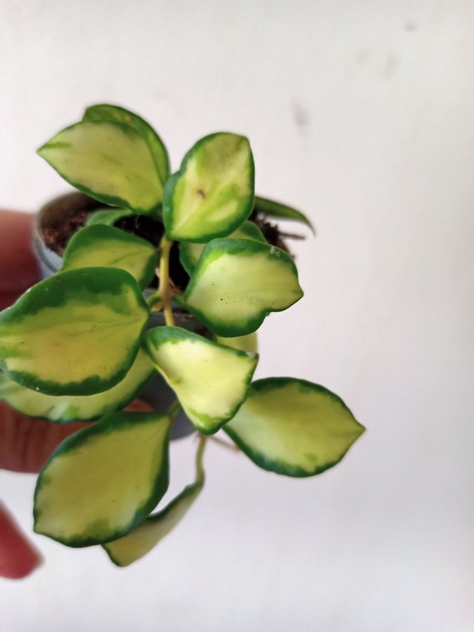 HOYA HEUSCHKELIANA -variegata - planta