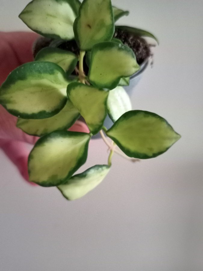 HOYA HEUSCHKELIANA -variegata - planta