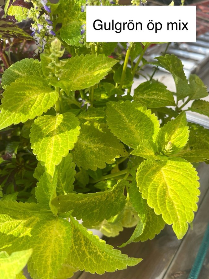 Palettblad/coleus frön, minst 10st frön från min öppet pollinerade gulgröna mix