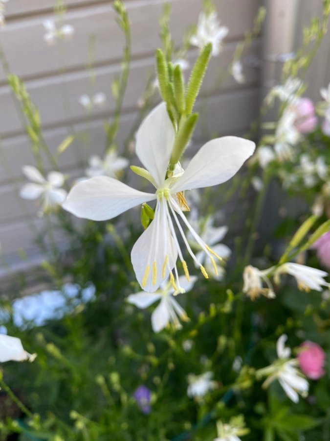 20 st Vit Gaura lindheimeri Sommarljus cool breeze frön som svävande fjärilar