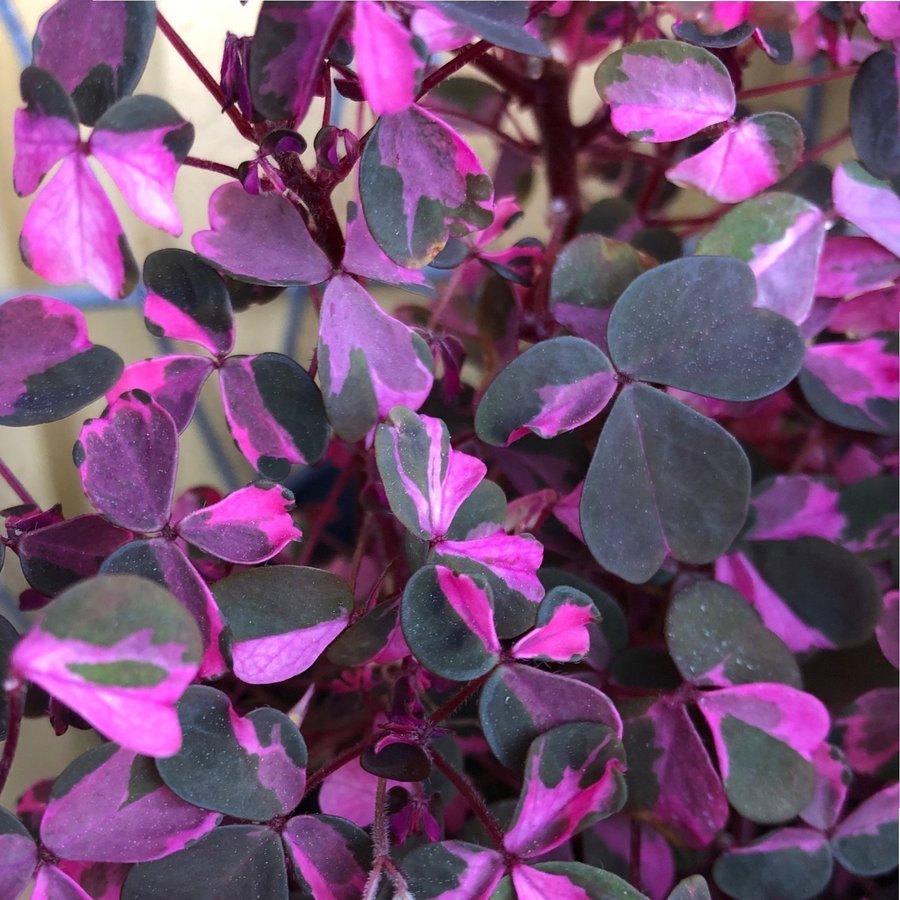 ”CRAZY PLUM” OXALIS - Triangeloxalis -Lyckoklöver -