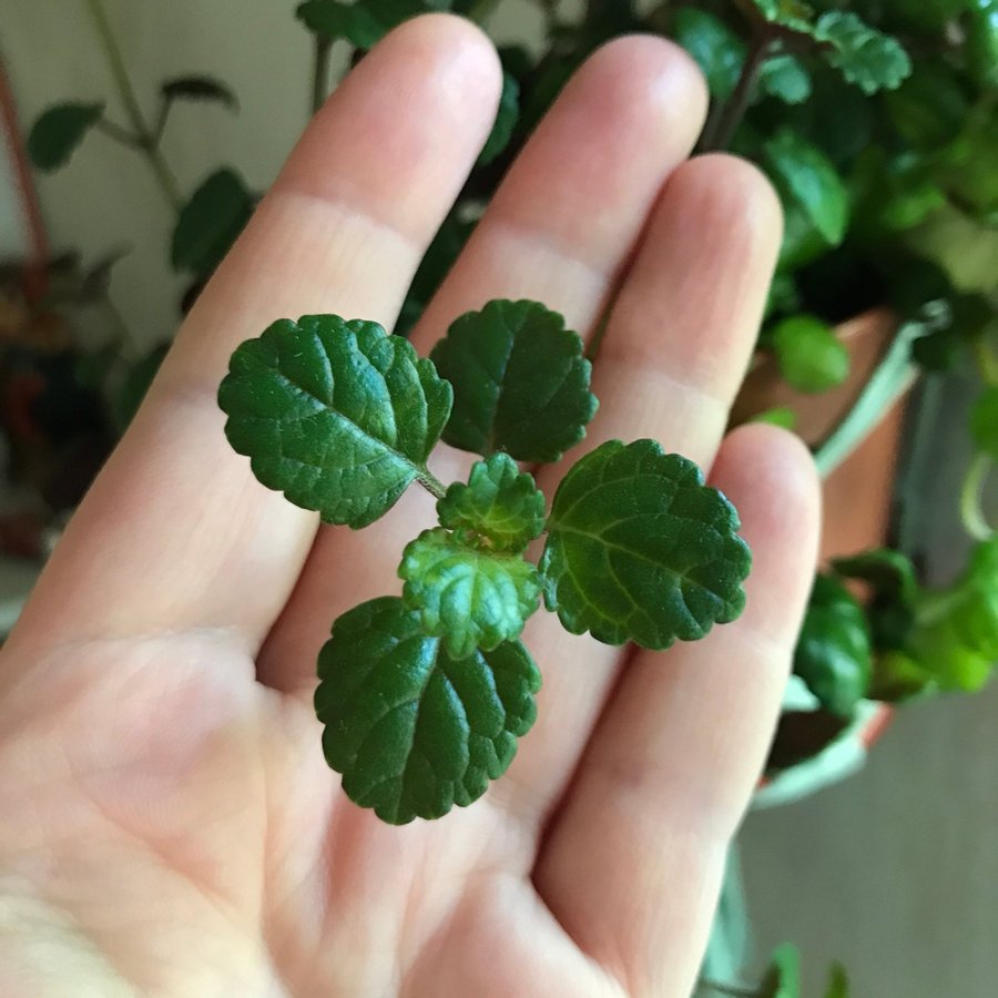 Ovanlig Småbladig Karlbergare - Plectranthus Verticillatus- Svensk murgröna