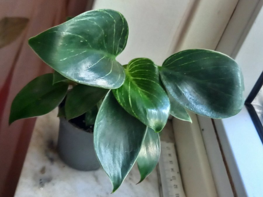 Philodendron 'White Measure'planta