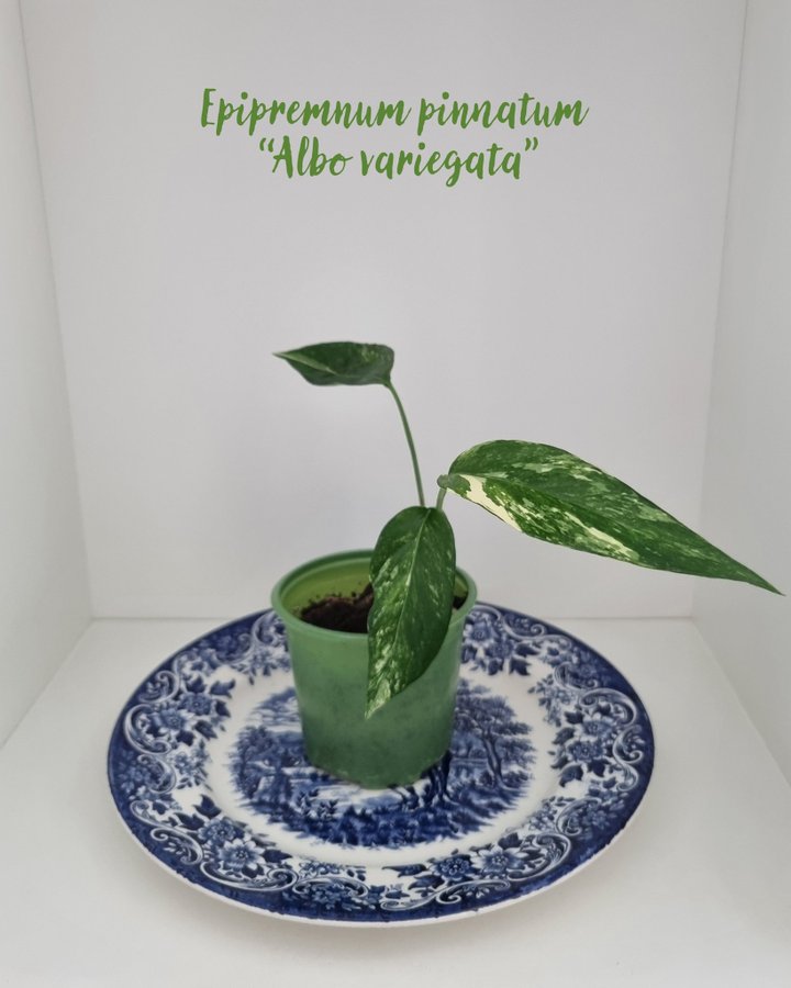 Epipremnum pinnatum "Albo variegata"