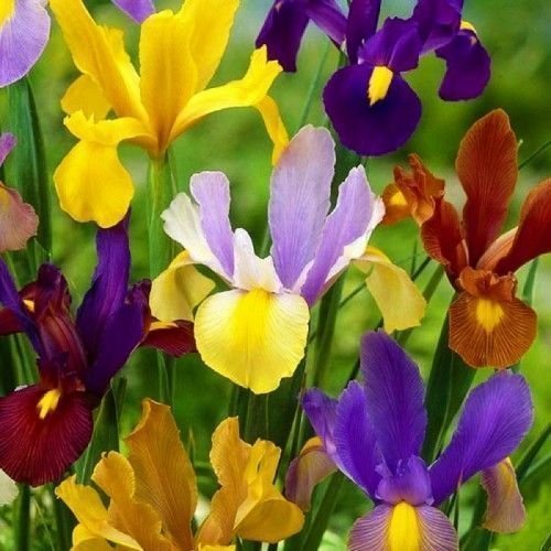 Iris Hollandica Mix4 lökar