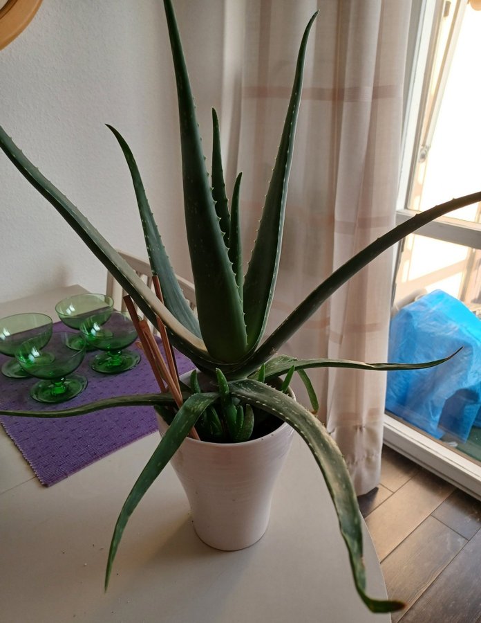 Aloe Vera krukväxt