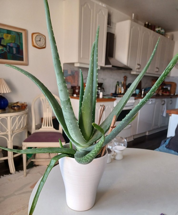 Aloe Vera krukväxt