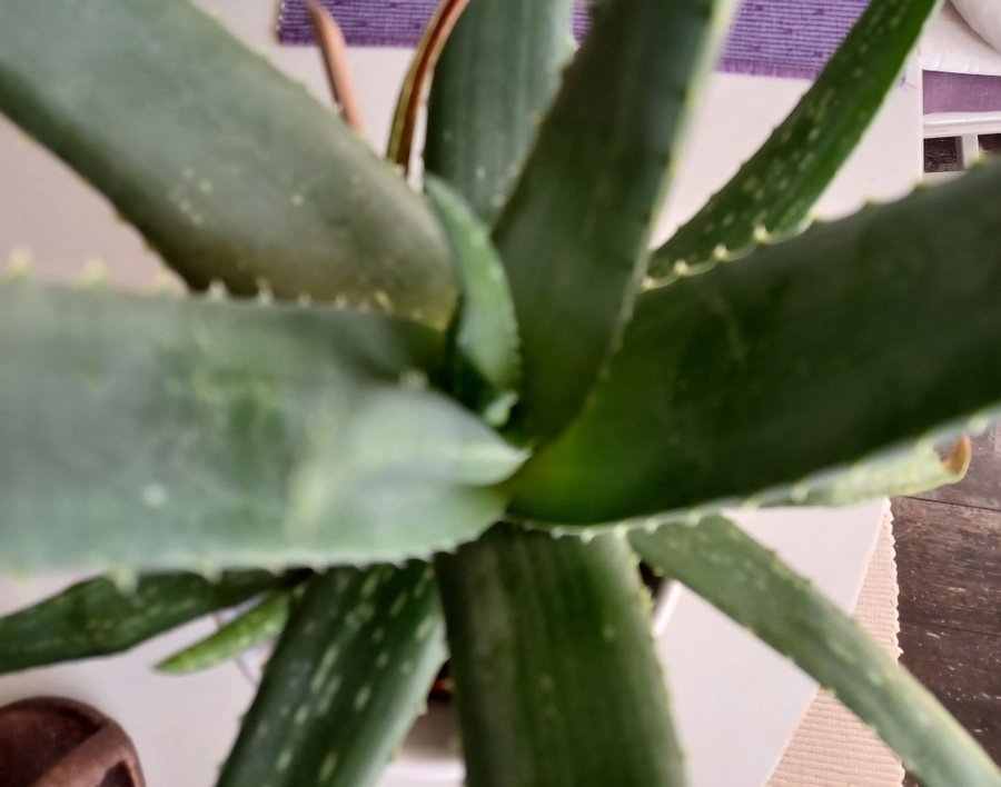 Aloe Vera krukväxt