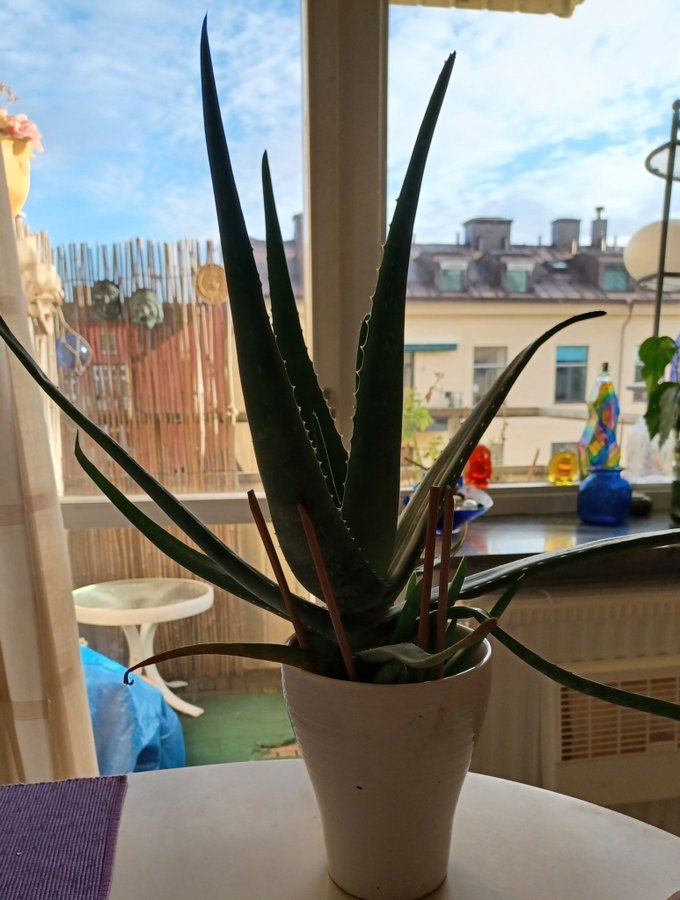 Aloe Vera krukväxt