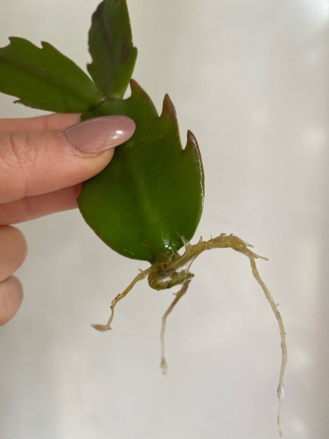 *SCHLUMBERGERA TRUNCATA/NOVEMBERKAKTUS* blommor i cerise färg