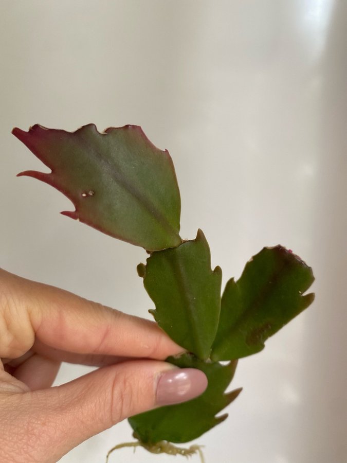 *SCHLUMBERGERA TRUNCATA/NOVEMBERKAKTUS* blommor i cerise färg