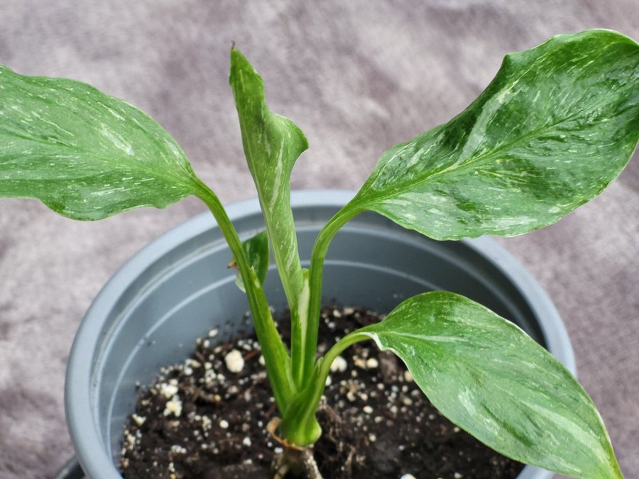 Planta av Spathiphyllum Diamond Variegata