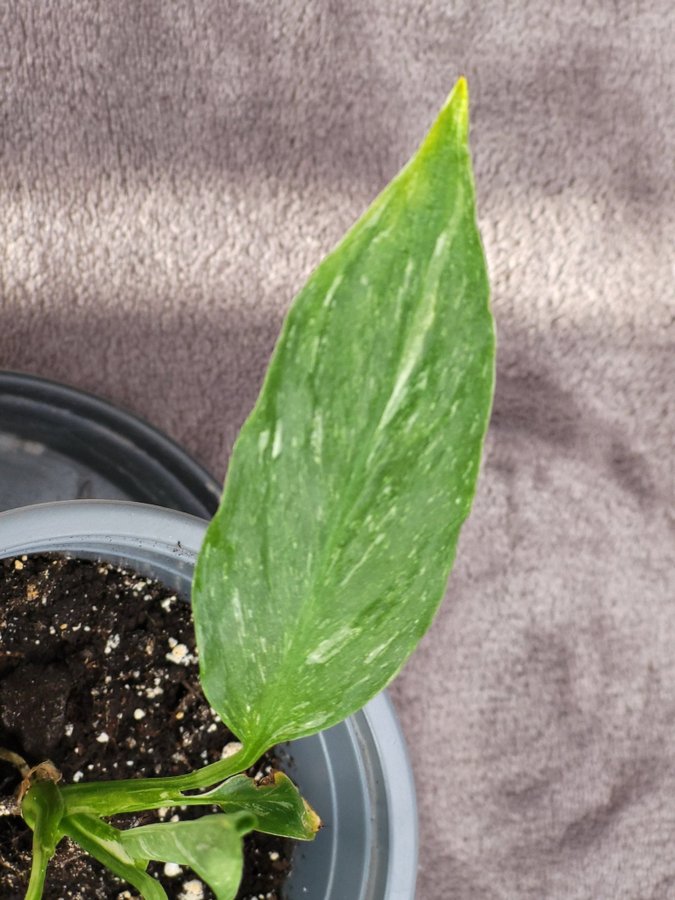 Planta av Spathiphyllum Diamond Variegata