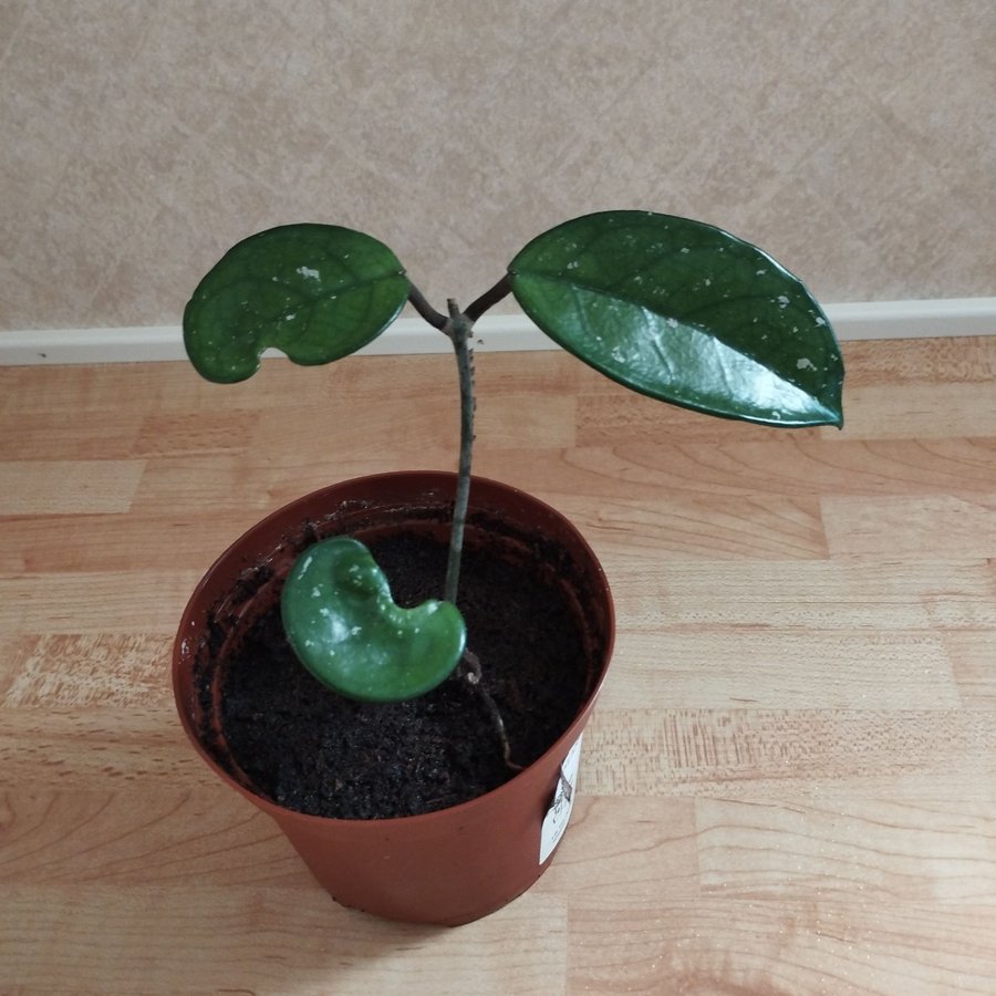 Hoya carnosa stor porslinsblomma skott/ stickling