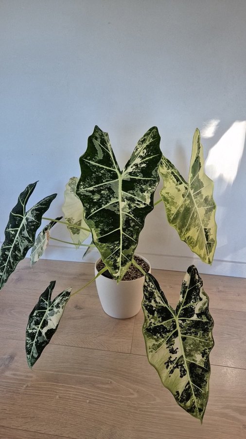 Alocasia frydek corm