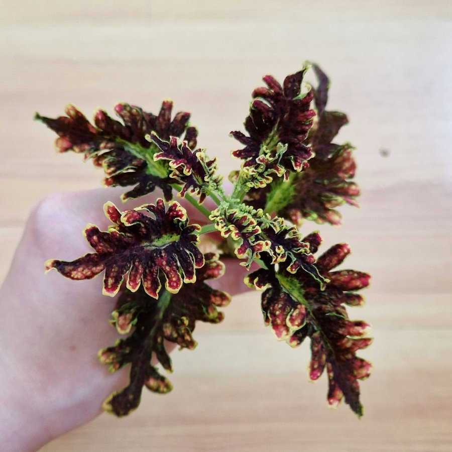 Palettblad/coleus • COPPER CORAL (UTS) • rotad stickling