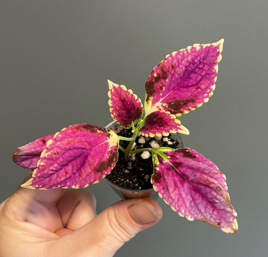 Pink Dream rotad stickling palettblad coleus