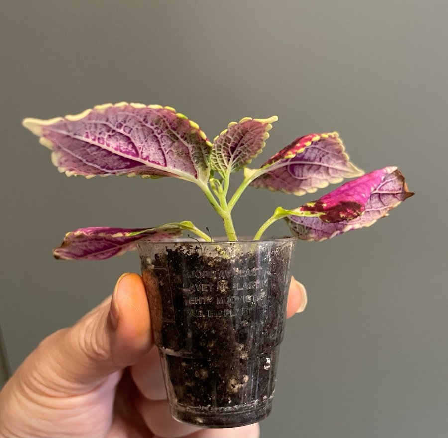 Pink Dream rotad stickling palettblad coleus