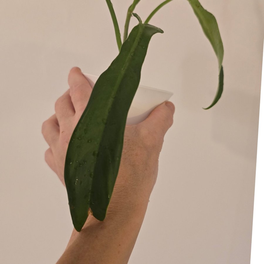 Philodendron Jerry Horn