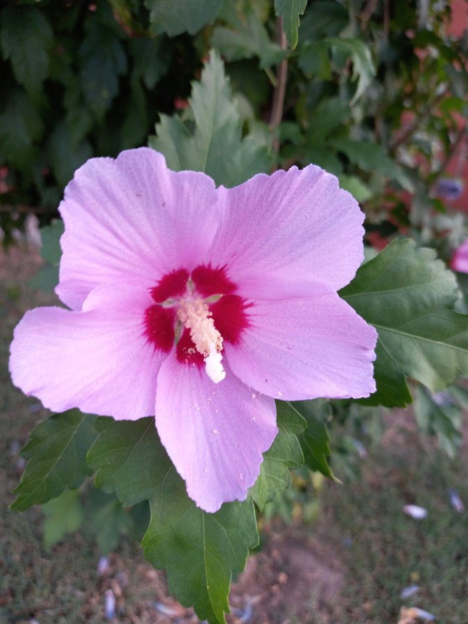 Hibiscus 20 fröer