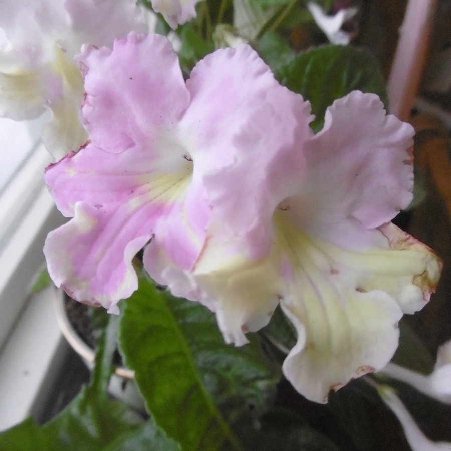 Streptocarpus Flavia - bladförökad - sista