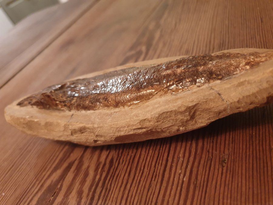 Otrolig vacker fisk fossil !