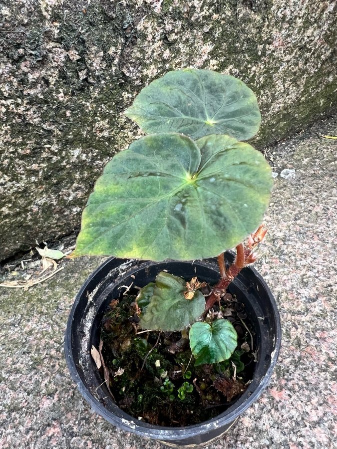 Begonia pavonia Nightfall IRISERANDE