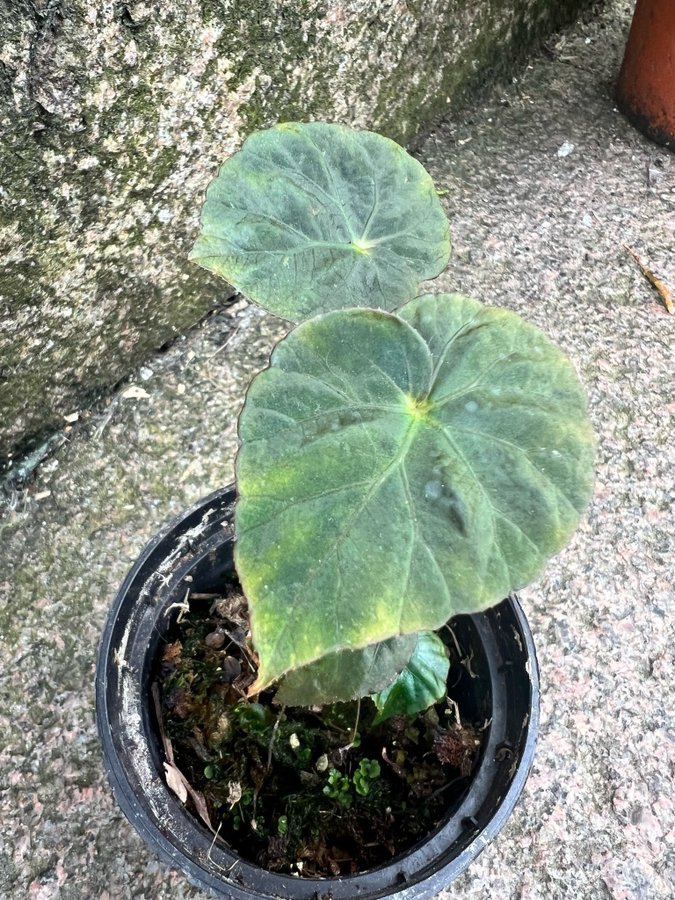 Begonia pavonia Nightfall IRISERANDE