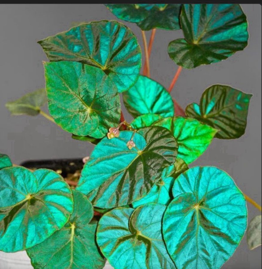 Begonia pavonia Nightfall IRISERANDE