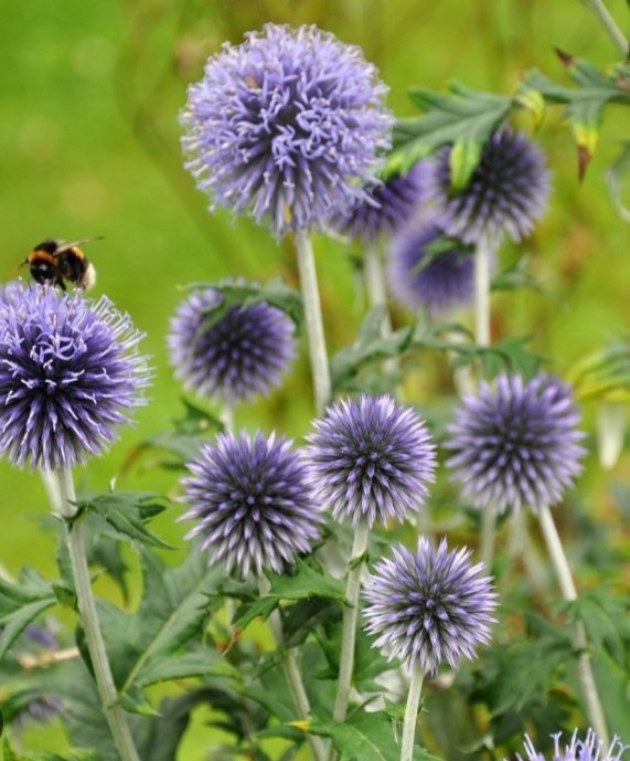 Bolltistel Prydnadstistel Lila blommor Eternell