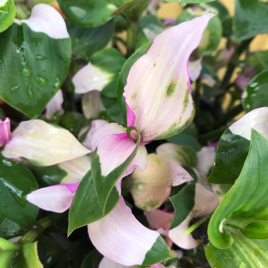 ”MAIDENS BLUSH” Tradescantia Fluminensis