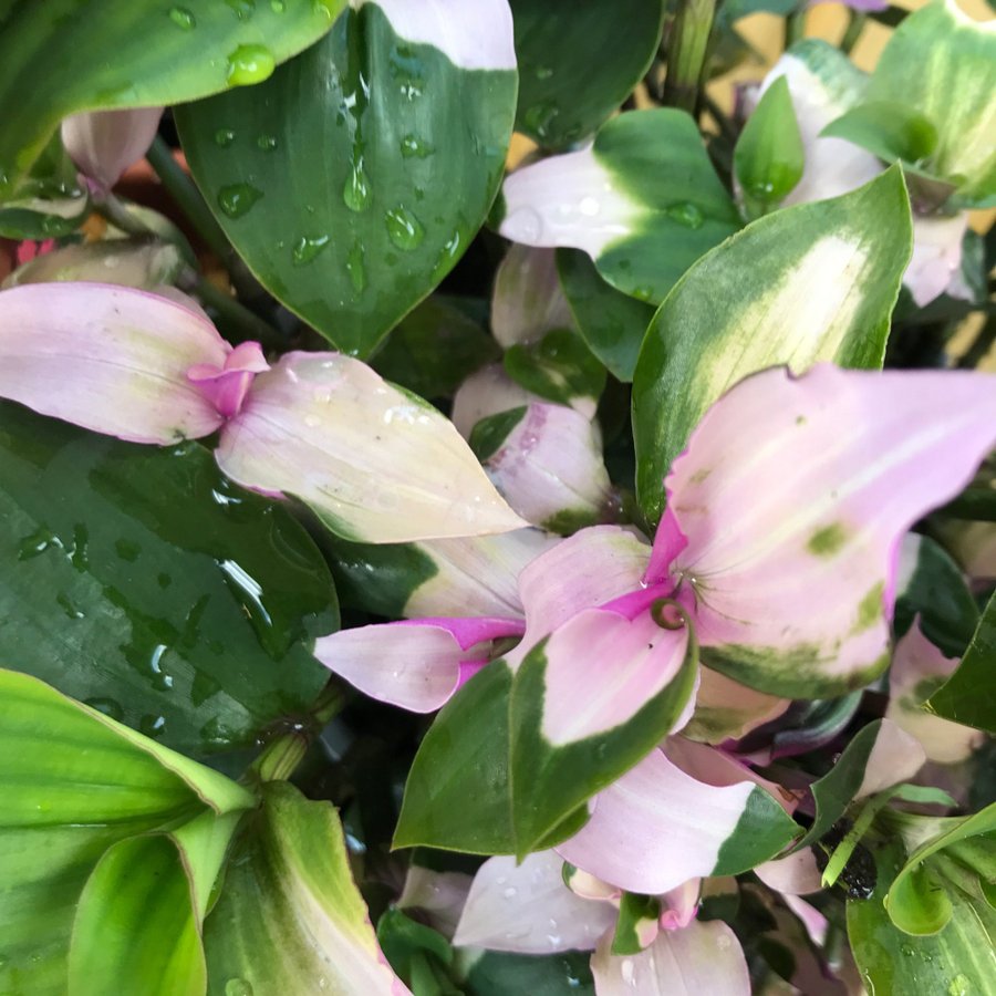 ”MAIDENS BLUSH” Tradescantia Fluminensis