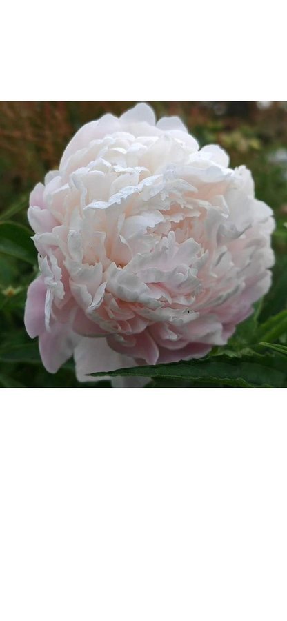 Pion Paeonia moon river blommor