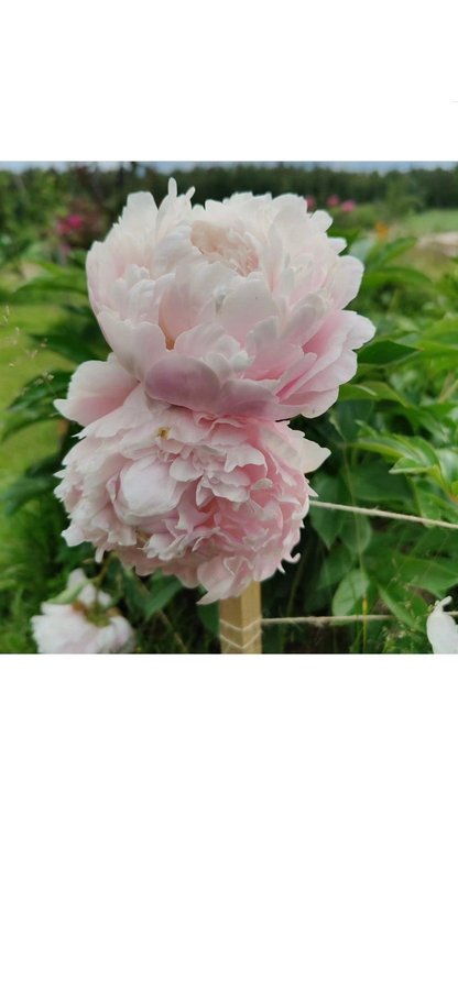 Pion Paeonia moon river blommor