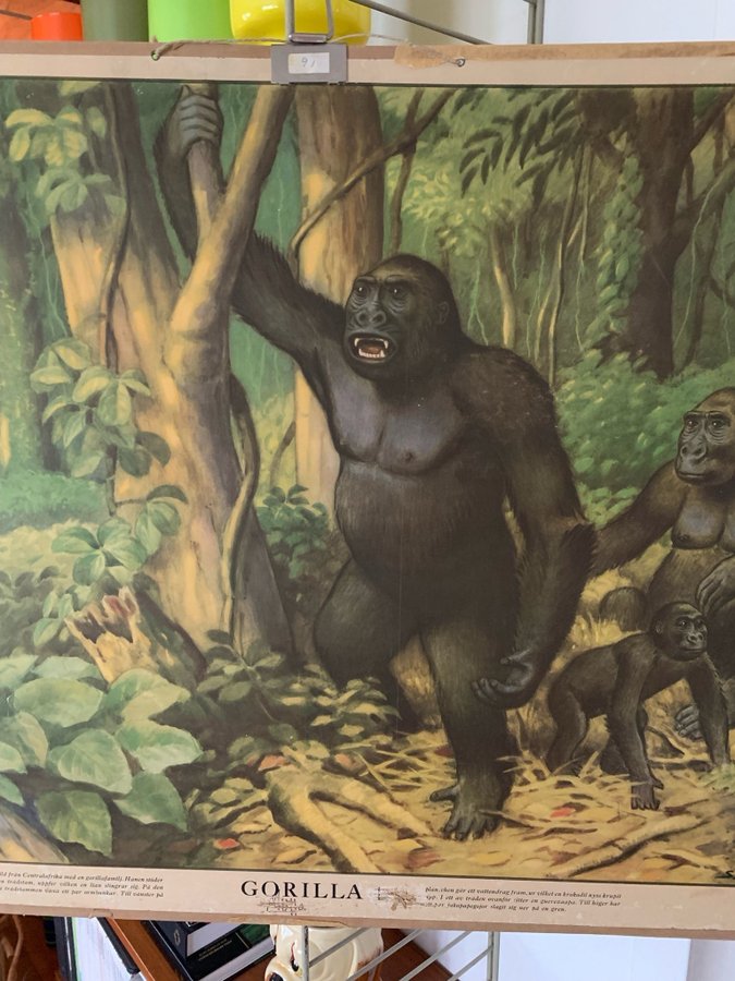 Skolplansch Gorilla, 70 x 100 cm, Svenska Skolmaterielförlaget, retro