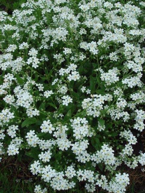 Alpförgätmigej vit, tvåårig, blomtid maj-juni, höjd 15-20 cm, minst 100 frön