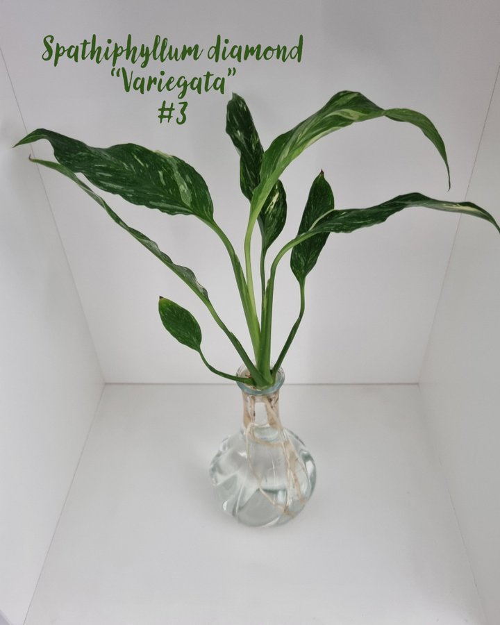 Spathiphyllum Diamond "Variegata" (Ovanlig)