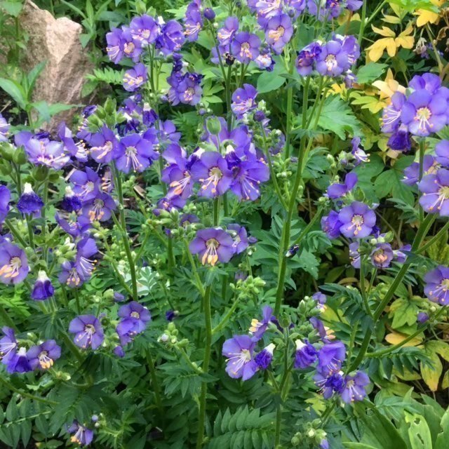 Blågull eller Blåljus Polemonium caeruleum