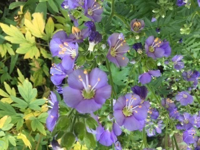 Blågull eller Blåljus Polemonium caeruleum