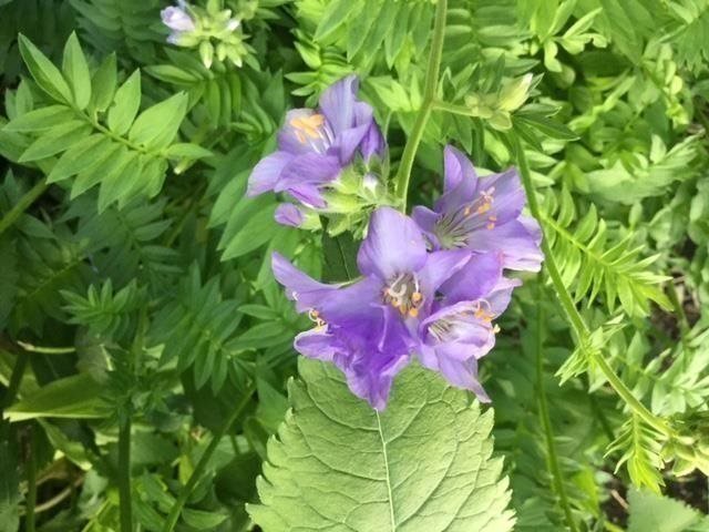 Blågull eller Blåljus Polemonium caeruleum