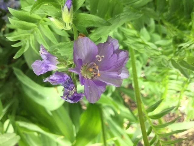 Blågull eller Blåljus Polemonium caeruleum