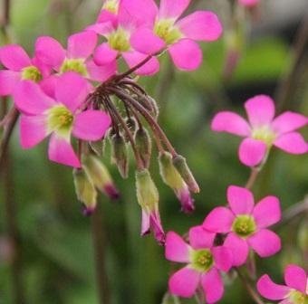 Oxalis lasiandra - Palmoxalis - LÖKAR