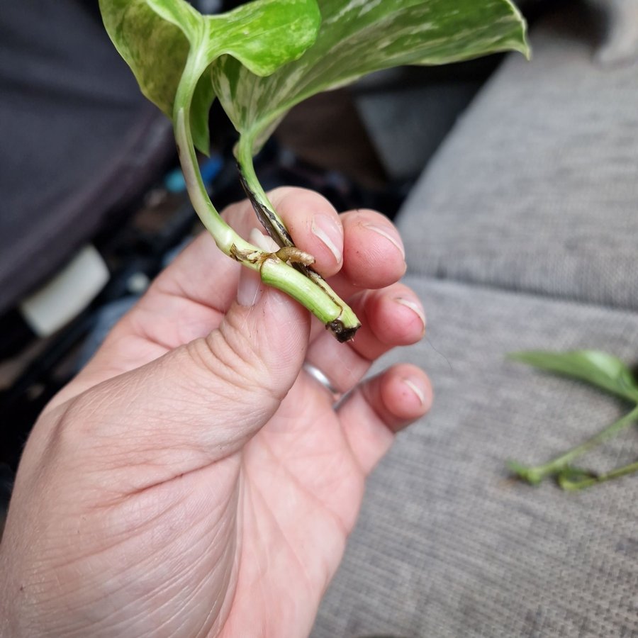 Epipremnum aureum ’Marble Queen