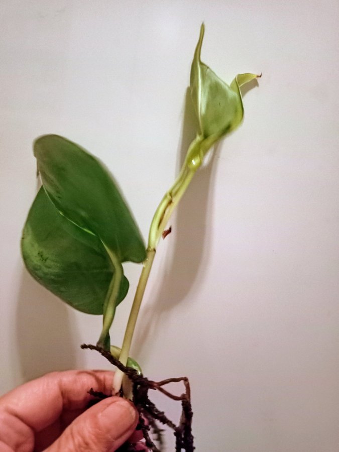 PHILODENDRON BRASIL - planta