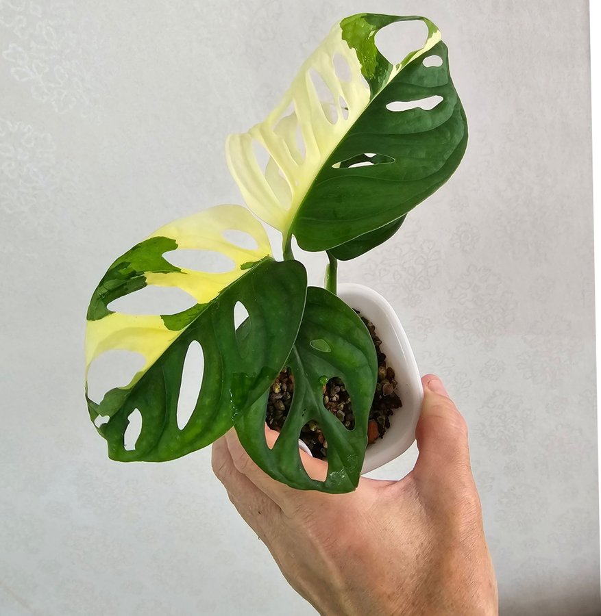 Monstera Adansonii Variegata Japanese Tricolor