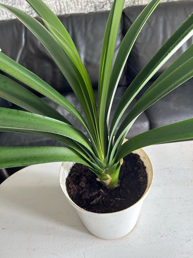 Clivia miniata hela plantan