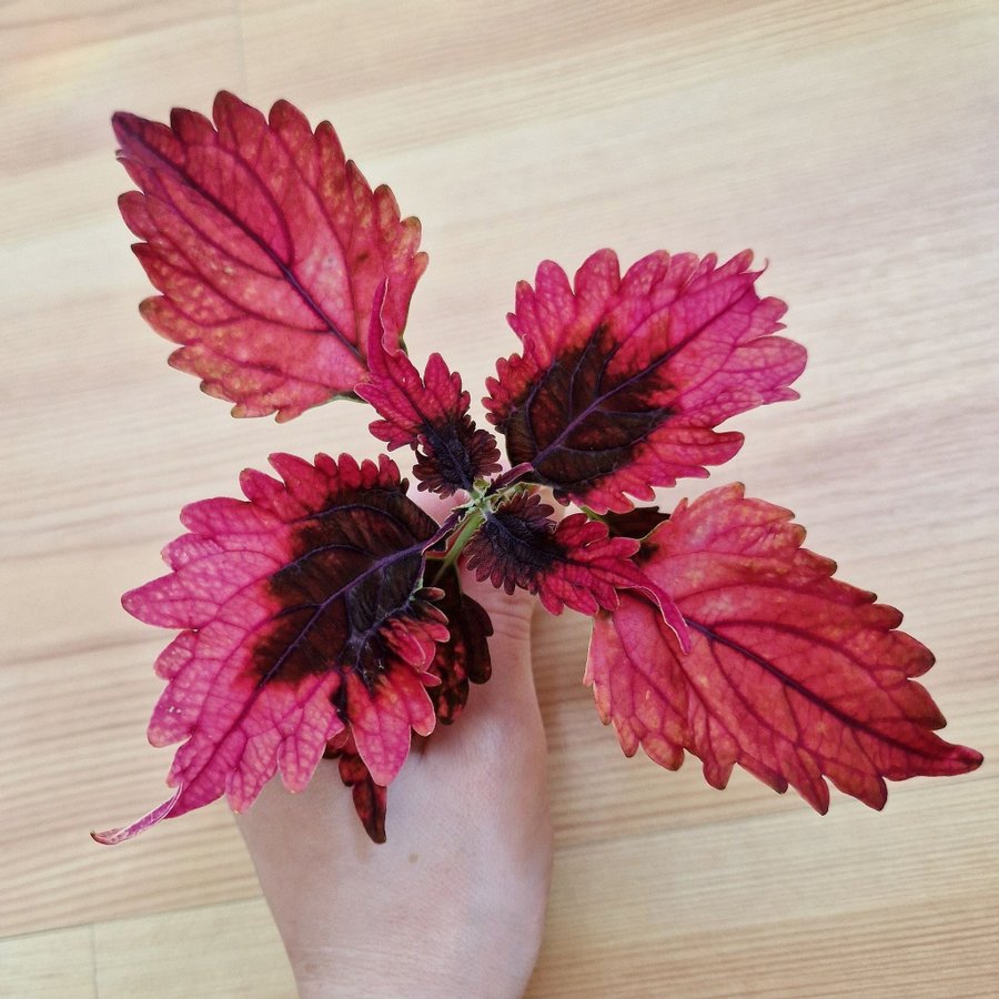 Palettblad/coleus • MAGS • rotad stickling