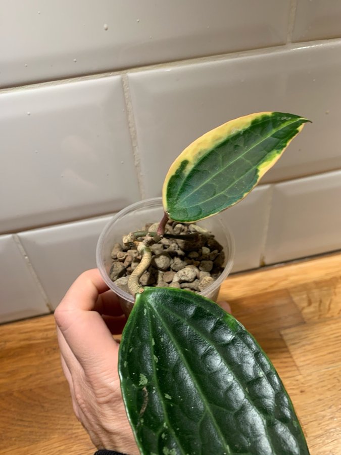 Hoya latifolia variegata