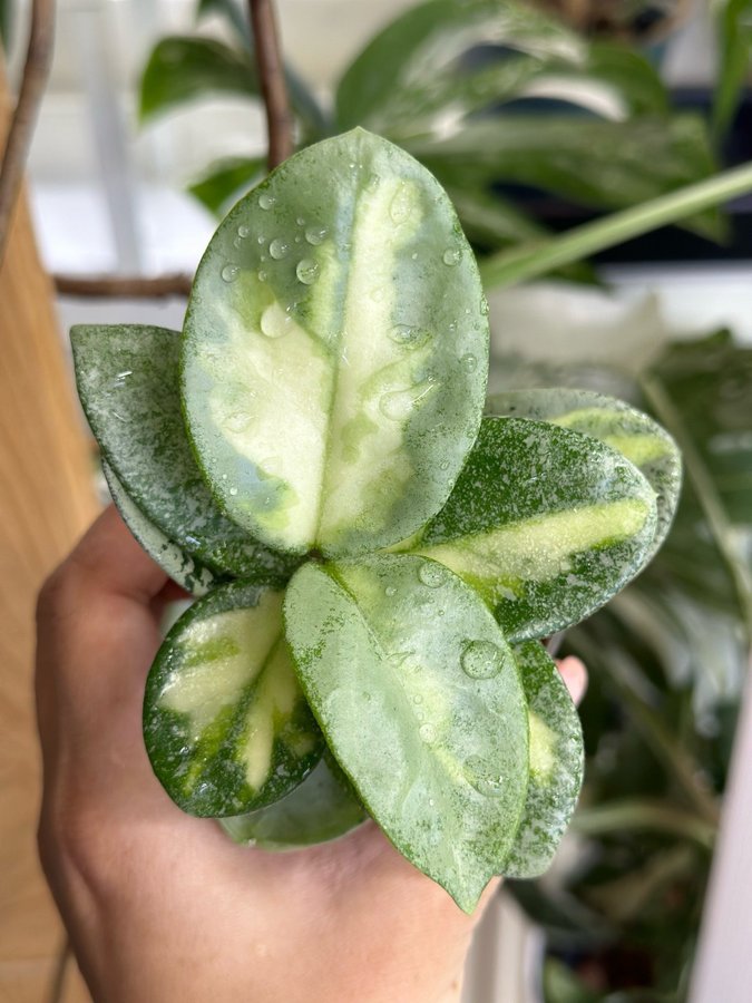 Hoya argentea princess